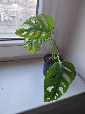 Monstera Adansonii monkey leaf #1