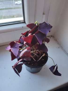 Šťavel / Oxalis triangularis #1