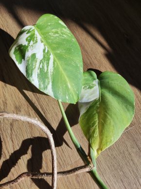 Monstera Albo Variegata