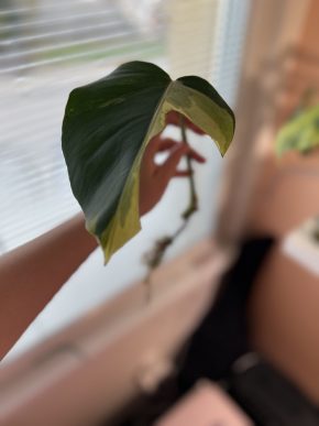 Monstera Aurea small form E