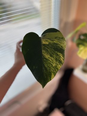 Monstera Aurea small form F