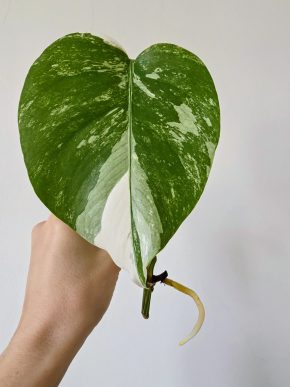 Monstera Deliciosa albo variegata
