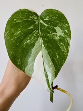 Monstera Deliciosa albo variegata