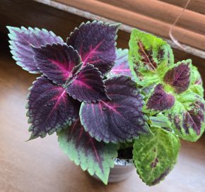 Kopřiva, dva druhy kelímek