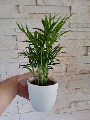 Chamaedorea Elegans