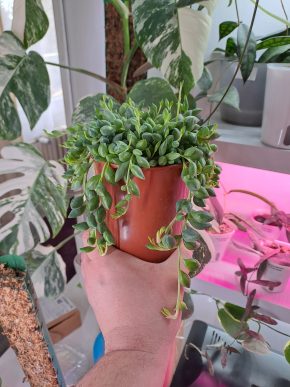 🪴 Senecio Herreianus XL