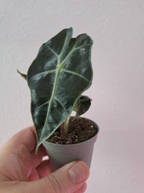 🌱 Alocasia Bambino