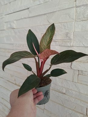 🪴 Philodendron Pink Birkin