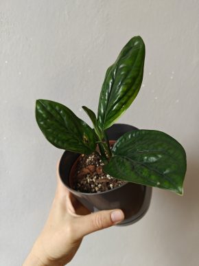 Monstera karstenianum / Monstera Peru / Epipremnum Marble Planet