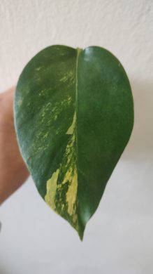 Monstera Aurea