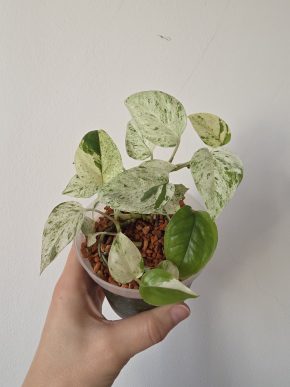 Epipremnum pinnatum marble variegata