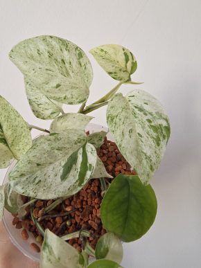 Epipremnum pinnatum marble variegata
