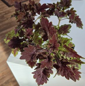 Trs kopřiv fialovozelená