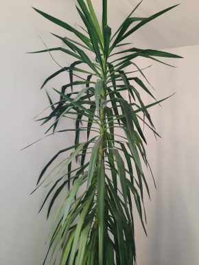 Vzrostlá Juka - krásná, nenáročná dekorace