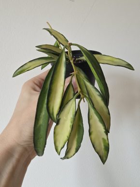 Hoya wayetii Tricolor