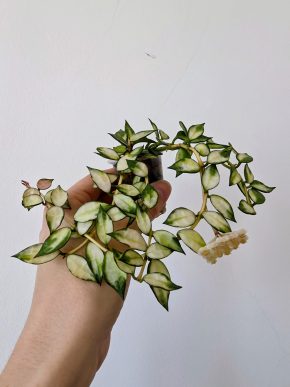 Řízek Hoya lacunosa variegated