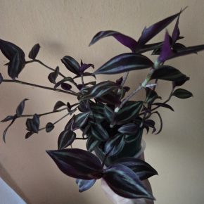 Tradescantia Zebrina Bosse