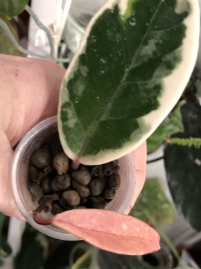 Hoya Crimson Princess - rostlina.