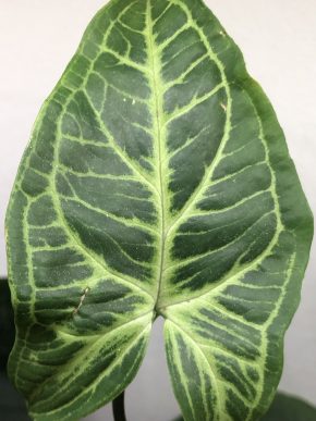 Syngonium Batik - rostlina .