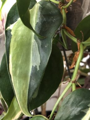 Philodendron hederaceum Rio - stonkovy řizek .