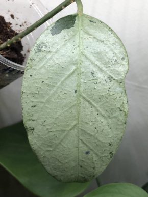Hoya Coriacea Silver - rostlina