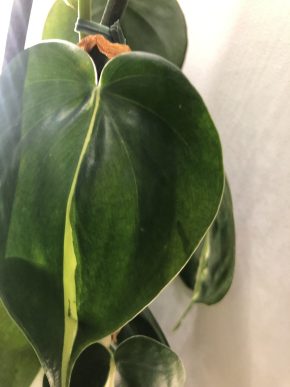 Philodendron Cream Splash - stonkovy řizek ( méně vybarveny )