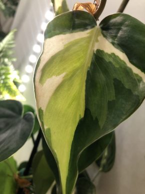 Pchilodrndron Cream Splach /  stonkovy  řizek