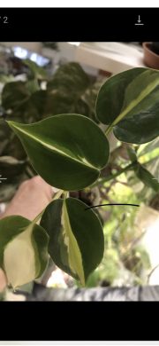 Philodendron Cream splash - rostlina .