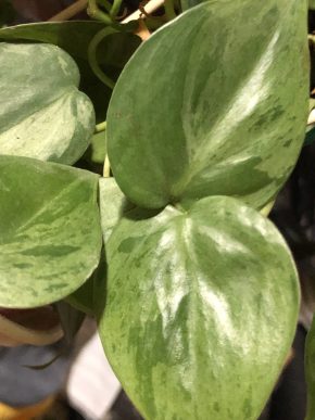 Philodendron oxycardium  variegata - stonkovy rizek .