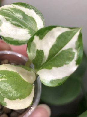 Epipremnum N’jon - baby rostlina .