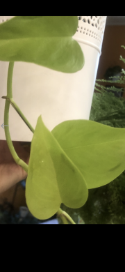 Epipremnum Elysees - stonkovy řizek