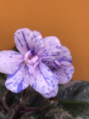 Fialka - list k zakořeněni .