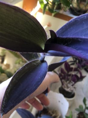 Tradescantia Pallida Purple - čerstvý řizek .