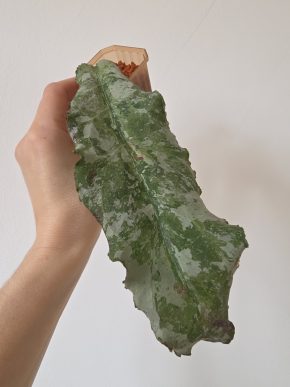 Hoya undulata silver