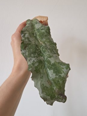 Hoya undulata silver