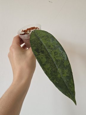 Hoya finlaysonii 'Panggha' silver