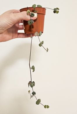 Svícník Ceropegia woodii