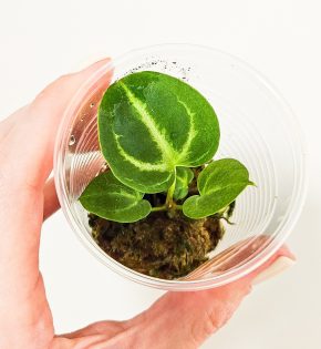 Anthurium silver blush