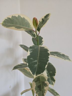 Ficus elastica Tineke