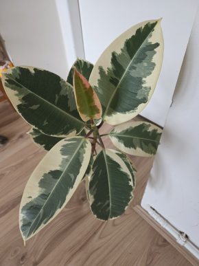 Ficus elastica Tineke