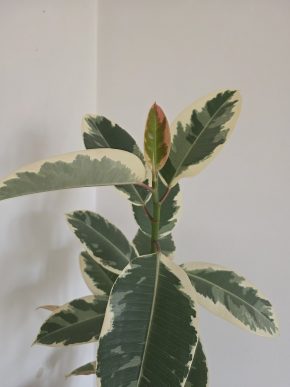 Ficus elastica Tineke