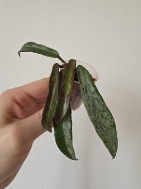 Hoya Minibelle silver splash