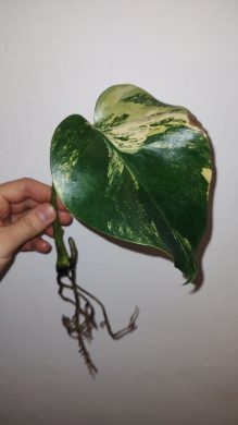 Monstera Aurea