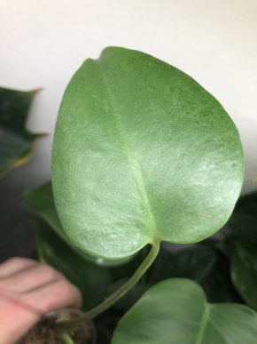 Monstera Deliciosa- rostlina .