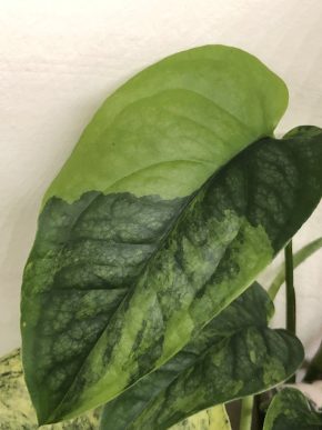 Monstera Siltepecana Aurea - stonkovy řizek