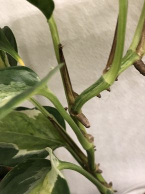 Epipremnum Japanese Global - stonkovy řizek .