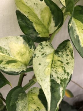 Epipremnum Japanese Global - stonkovy řizek .