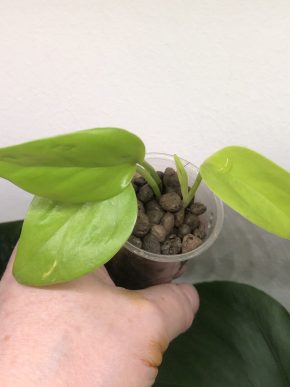 Epipremnum Elysees - rostlina