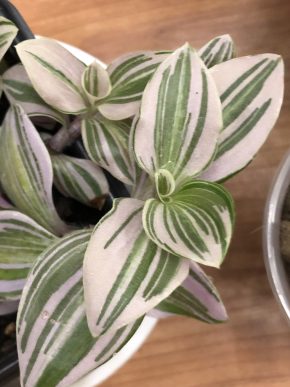 Tradescantia Unicorn - čerstvý řizek .