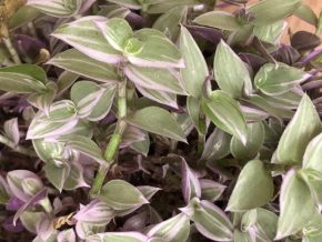 Tradescantia Pink Panter - 4 řizky